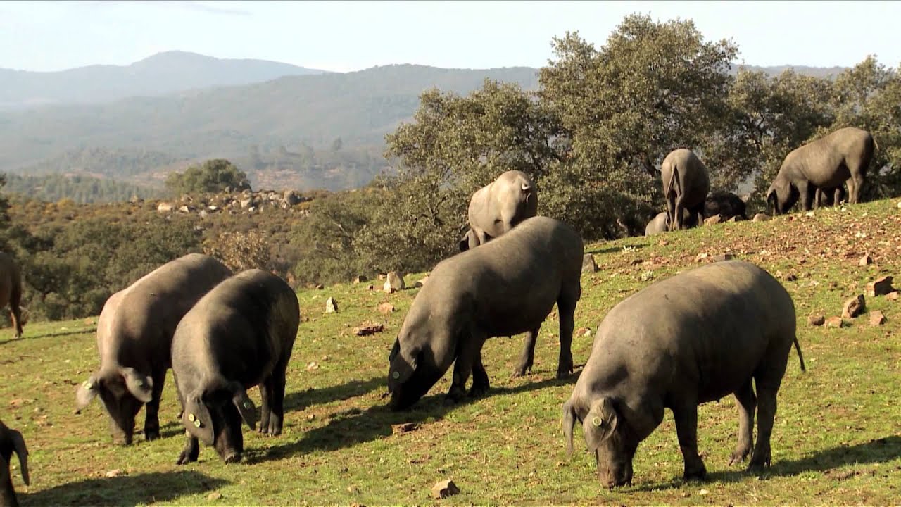 Cochons ibériques en montanera dans la dehesa se nourrissant de glands