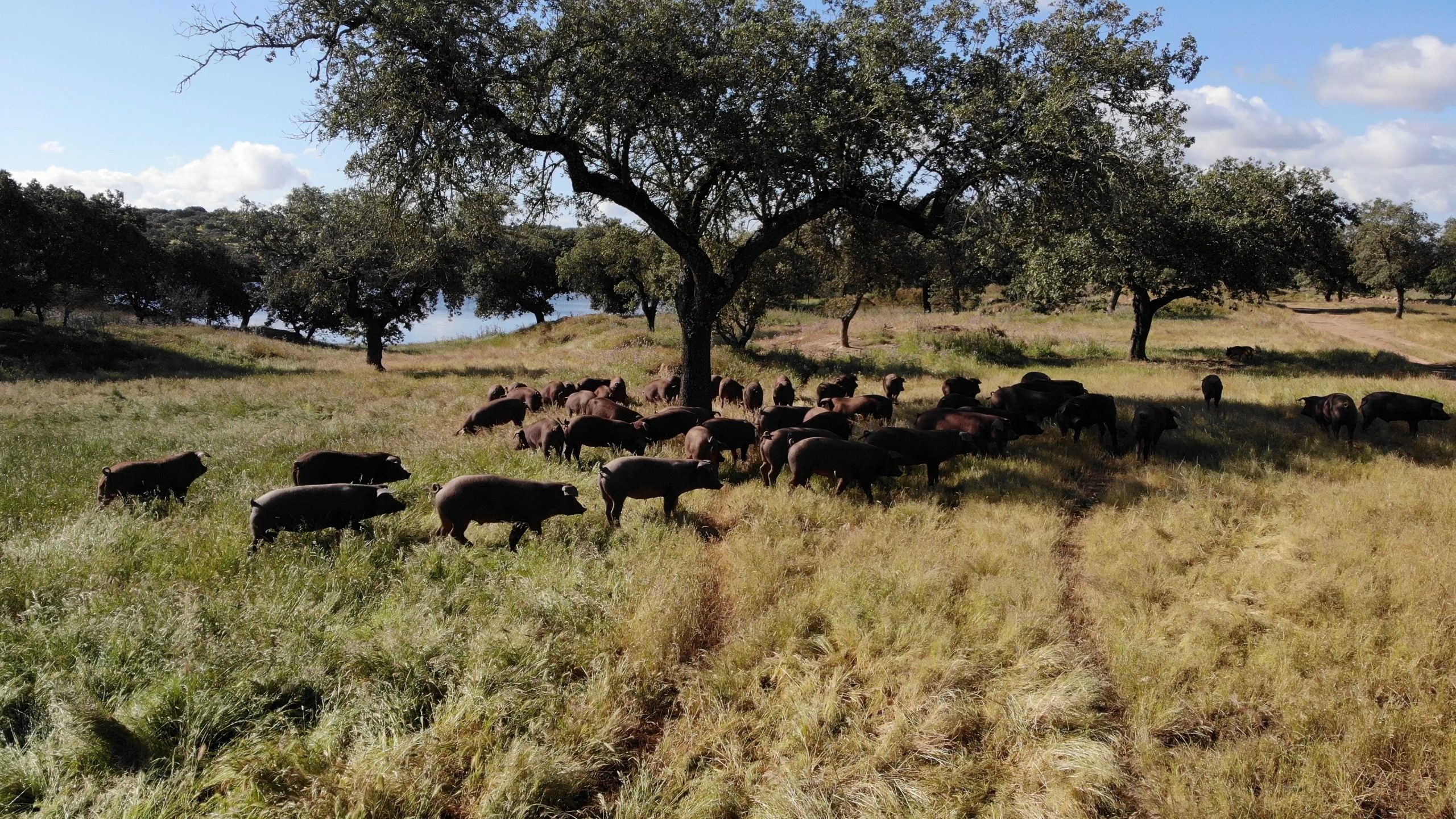 Cochons iberiques en montanera mangeant des glands dans la dehesa