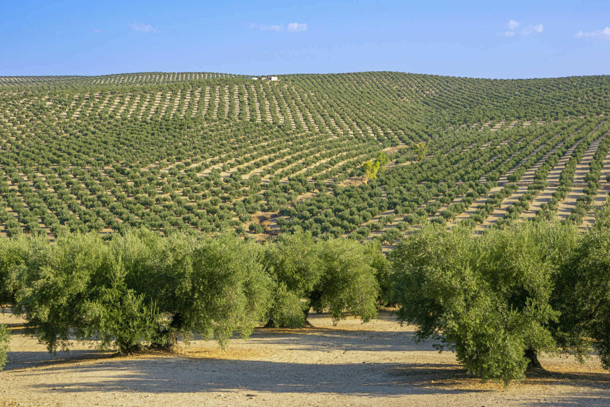 Branche d'olivier avec olives mûres prêtes pour la récolte en Andalousie