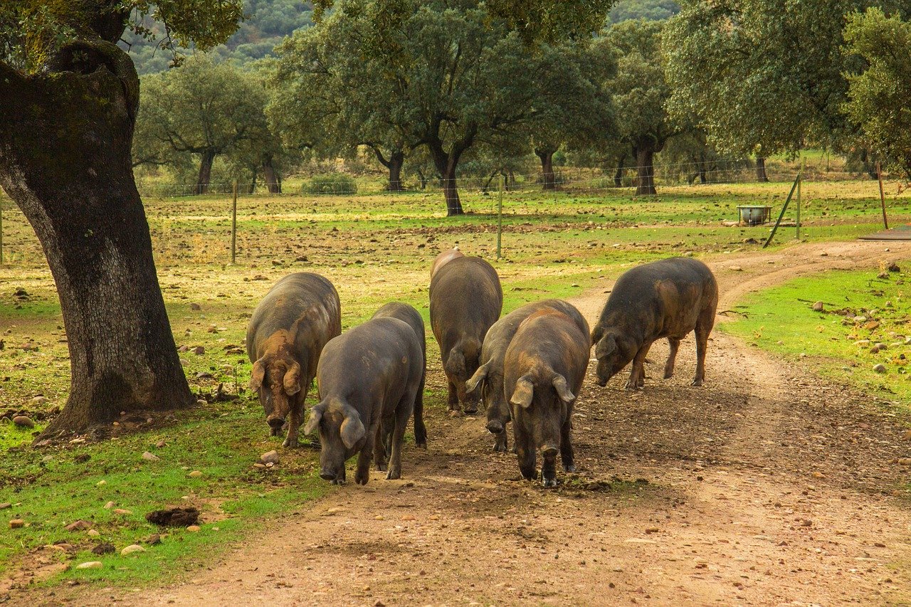 Chênes verts et porcs noirs dans une dehesa espagnole en automne